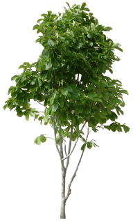 Guava Tree Png