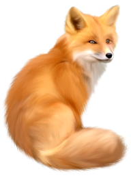 HD fox png