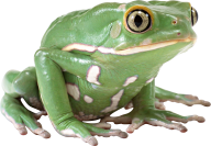 hd free frog png download