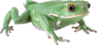 hd frog free png download
