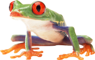 hd frog png free download