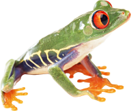 hd frog png free