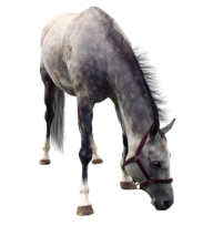 Horse PNG Free Image Download 12