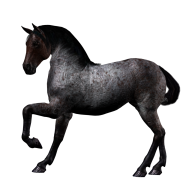 Horse PNG Free Image Download 14