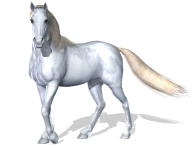 Horse PNG Free Image Download 21