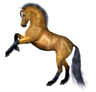 Horse PNG Free Image Download 22