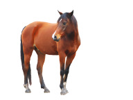 Horse PNG Free Image Download 32