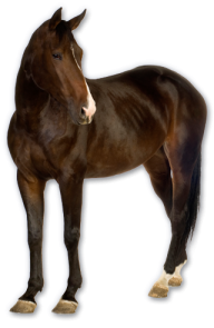 Horse PNG Free Image Download 33