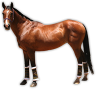Horse PNG Free Image Download 34