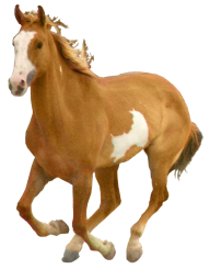 Horse PNG Free Image Download 35