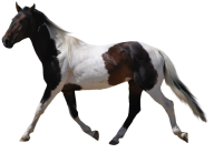 Horse PNG Free Image Download 37