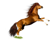Horse PNG Free Image Download 38