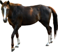 Horse PNG Free Image Download 39