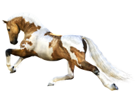 Horse PNG Free Image Download 4