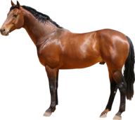 Horse PNG Free Image Download 40 | PNG Images Download | Horse PNG Free
