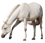 Horse PNG Free Image Download 41