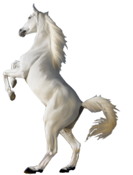 Horse PNG Free Image Download 42
