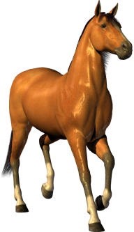Horse PNG Free Image Download 43