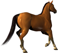 Horse PNG Free Image Download 45