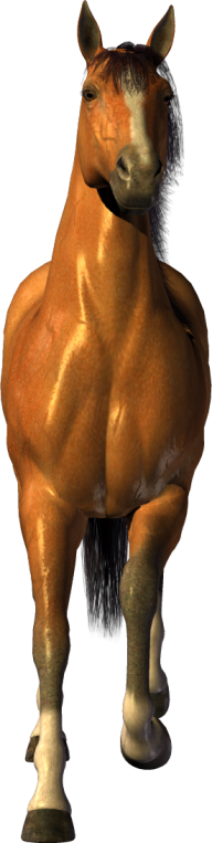 Horse PNG Free Image Download 46