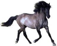 Horse PNG Free Image Download 50