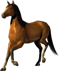 Horse PNG Free Image Download 53