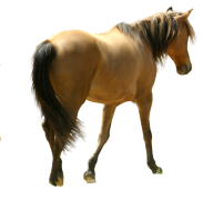 Horse PNG Free Image Download 58