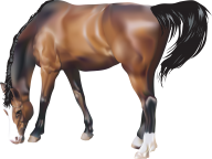 Horse PNG Free Image Download 60