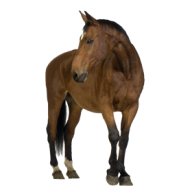 Horse PNG Free Image Download 64