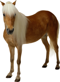 Horse PNG Free Image Download 68