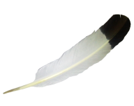 Iconic Feather Png