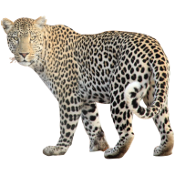 leopard PNG Free Download 12