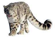 leopard PNG Free Download 31