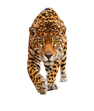 leopard PNG Free Download 5
