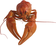 Lobster PNG Free Download 10