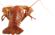 Lobster PNG Free Download 19