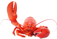 Lobster PNG Free Download 25