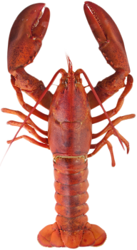 Lobster PNG Free Download 29