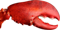 Lobster PNG Free Download 34