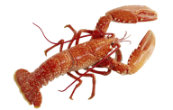 Lobster PNG Free Download 35