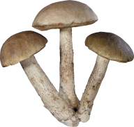 mushroom plant  free download png