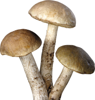 natural mushroom free download png