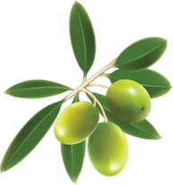 Olives PNG Free Download 61