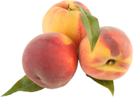 Peach PNG Free Download 39