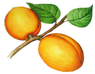 Peach PNG Free Download 48