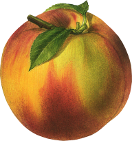 Peach PNG Free Download 49