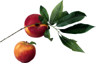 Peach PNG Free Download 52