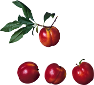 Peach PNG Free Download 53