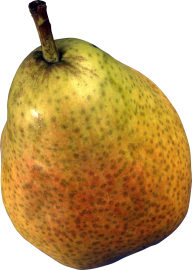 Pear PNG Free Download 39