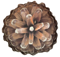 Pine Cone Brown Image Png